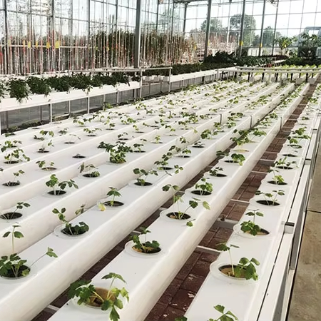 Commerciële hydroponische plan - Hydroponic Nft Channel recensie en prijs