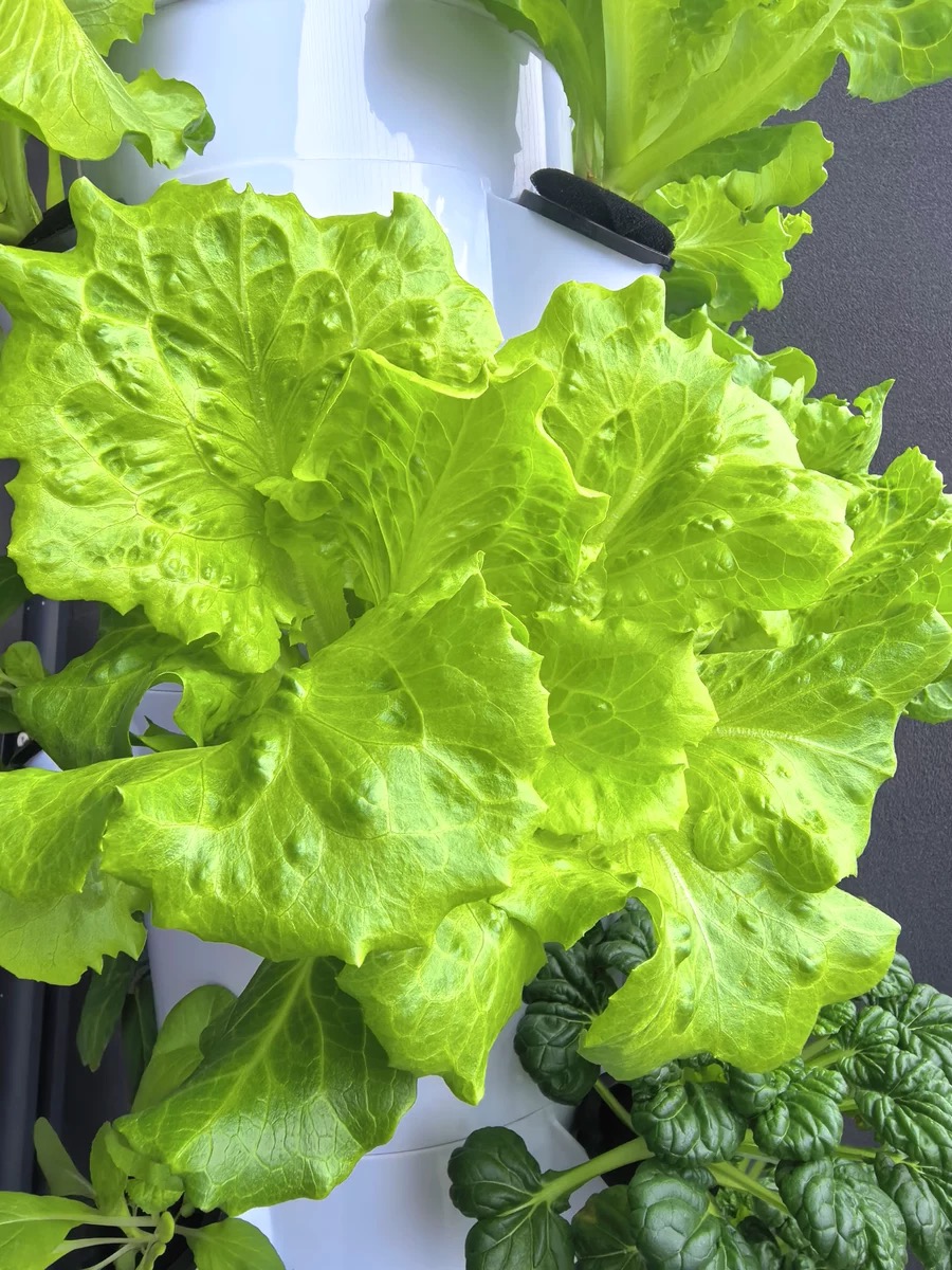 Nieuw commercieel aeroponisch  - Hydroponic Nft Channel recensie en prijs